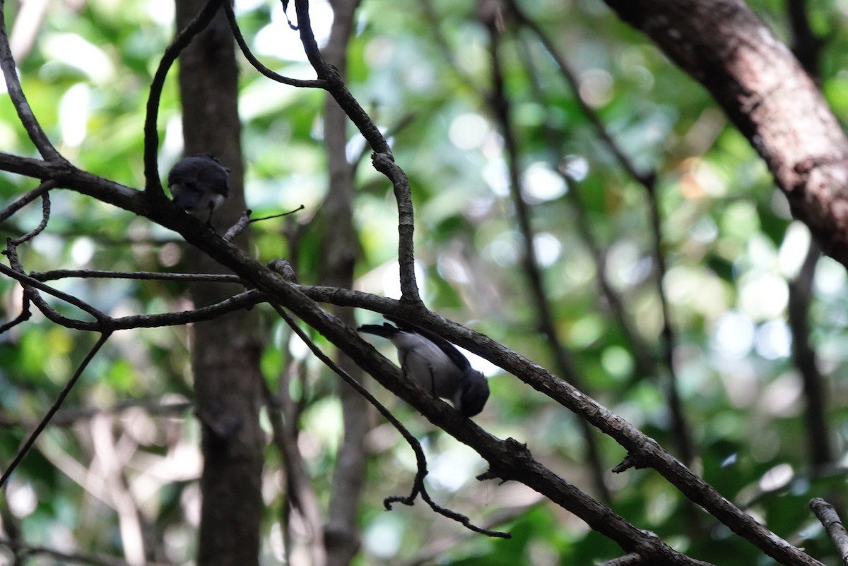 Mangrove Robin - ML638475749