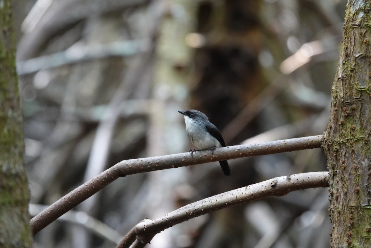 Mangrove Robin - ML638475750