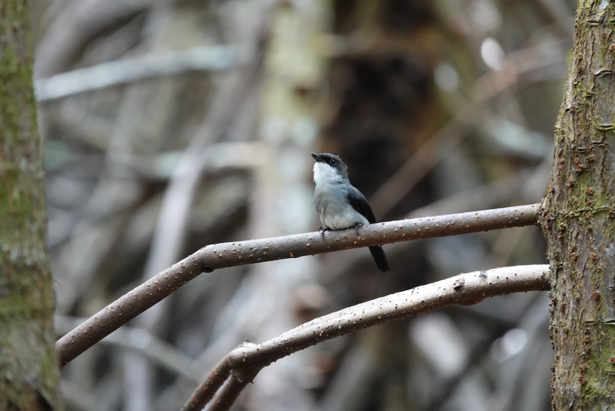 Mangrove Robin - ML638475751