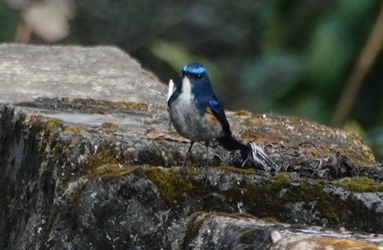 Himalayan Bluetail - ML638475752