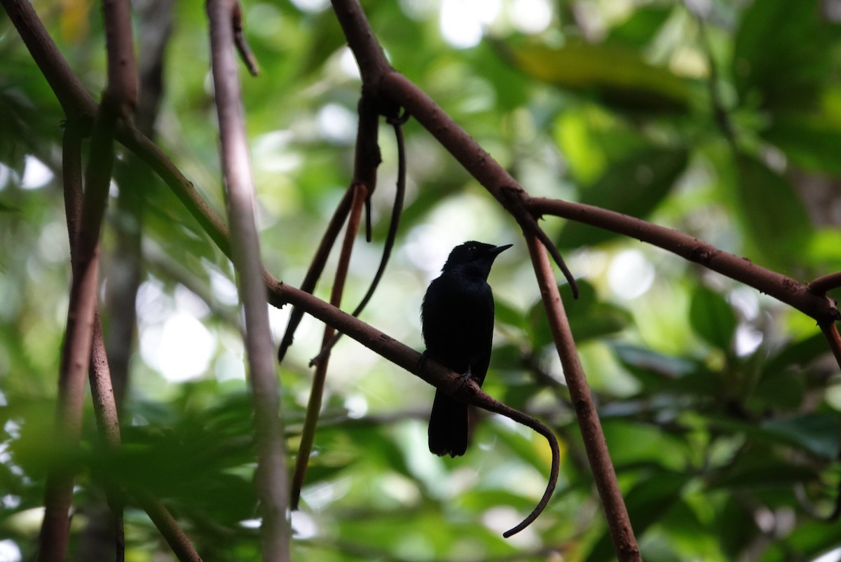 Shining Flycatcher - ML638475789