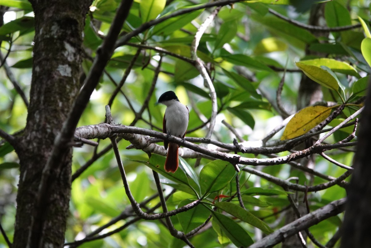 Shining Flycatcher - ML638475790