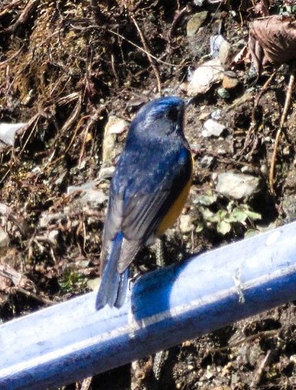 Rufous-breasted Bush-Robin - ML638475791