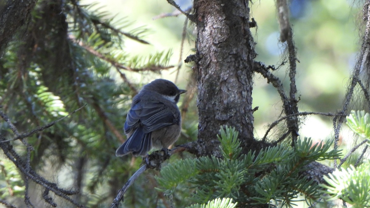 Boreal Chickadee - ML638475799