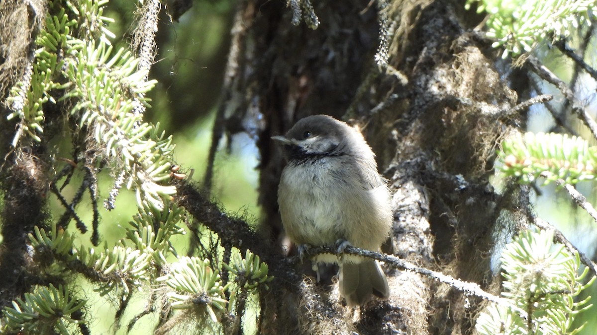 Boreal Chickadee - ML638475800