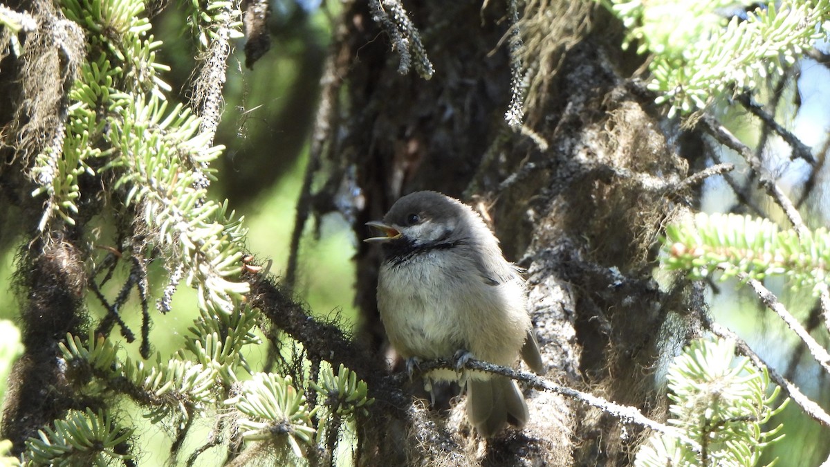 Boreal Chickadee - ML638475801