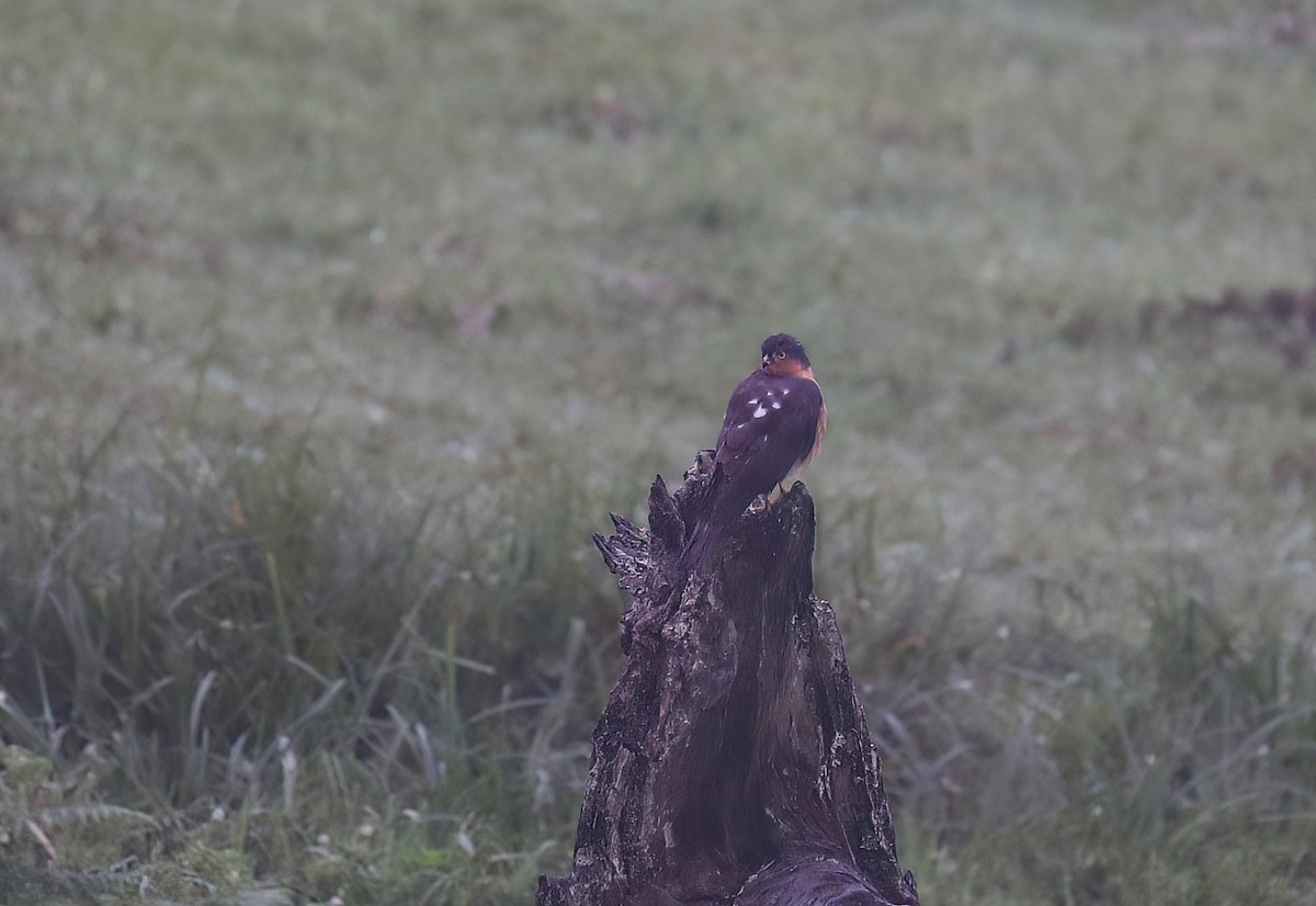 Rufous-breasted Sparrowhawk - ML638475812