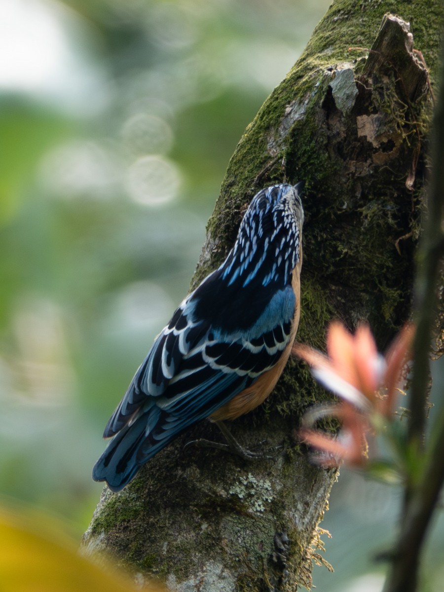 Beautiful Nuthatch - ML638475854