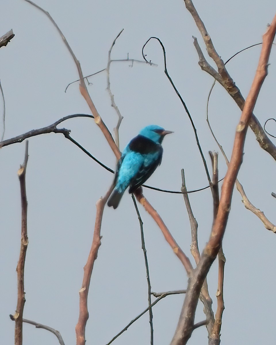 Blue Dacnis - ML638475866
