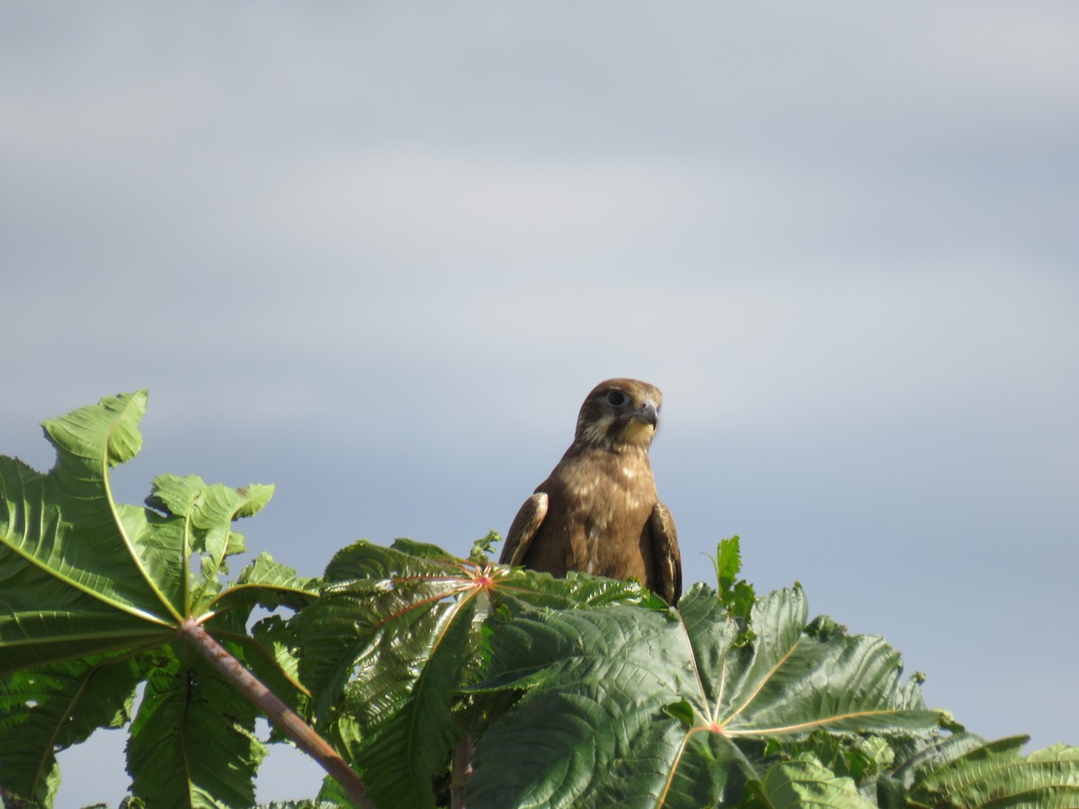 Brown Falcon - ML638475883