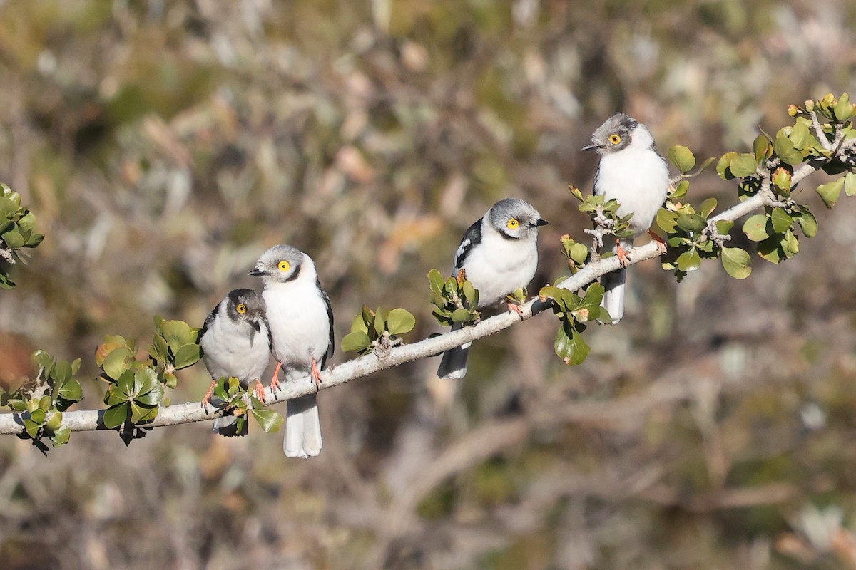 White-crested Helmetshrike - ML638475899