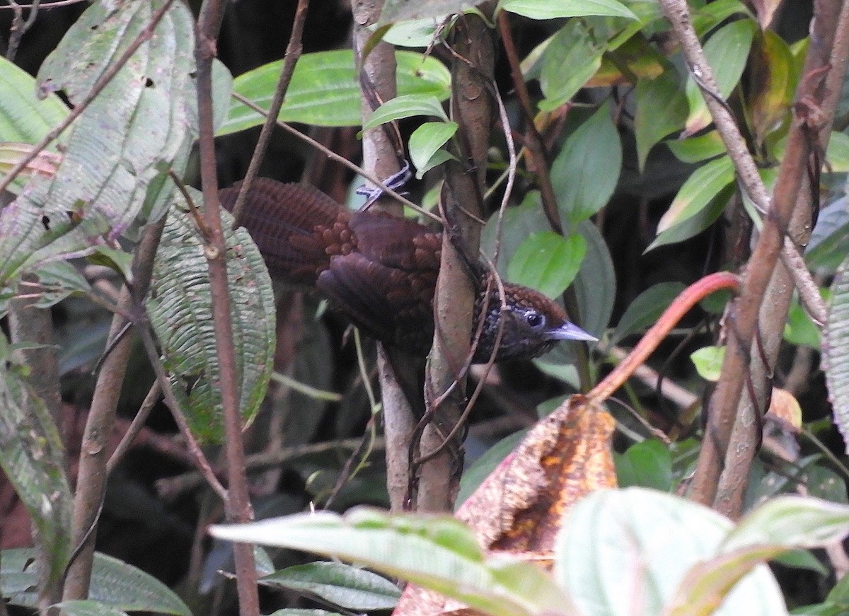 Cachar Wedge-billed Babbler - ML638475900