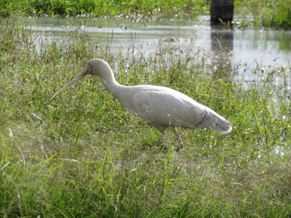 Yellow-billed Spoonbill - ML638475903