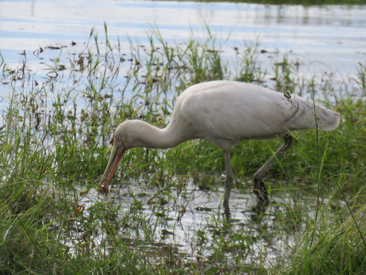 Yellow-billed Spoonbill - ML638475904
