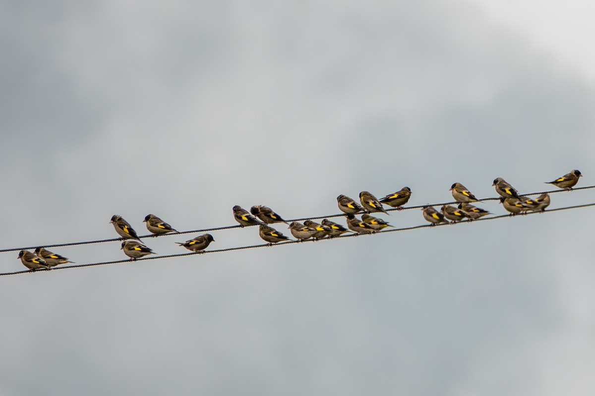 Black-headed Greenfinch - ML638475906