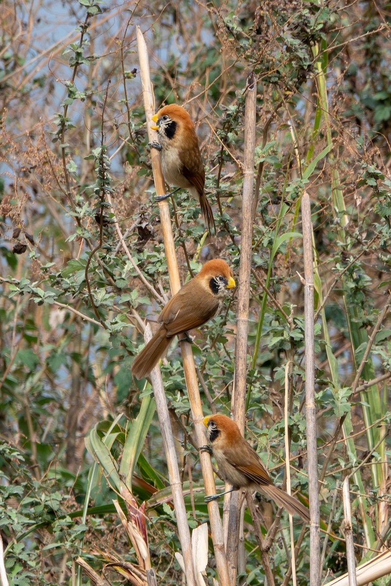 Spot-breasted Parrotbill - ML638475935