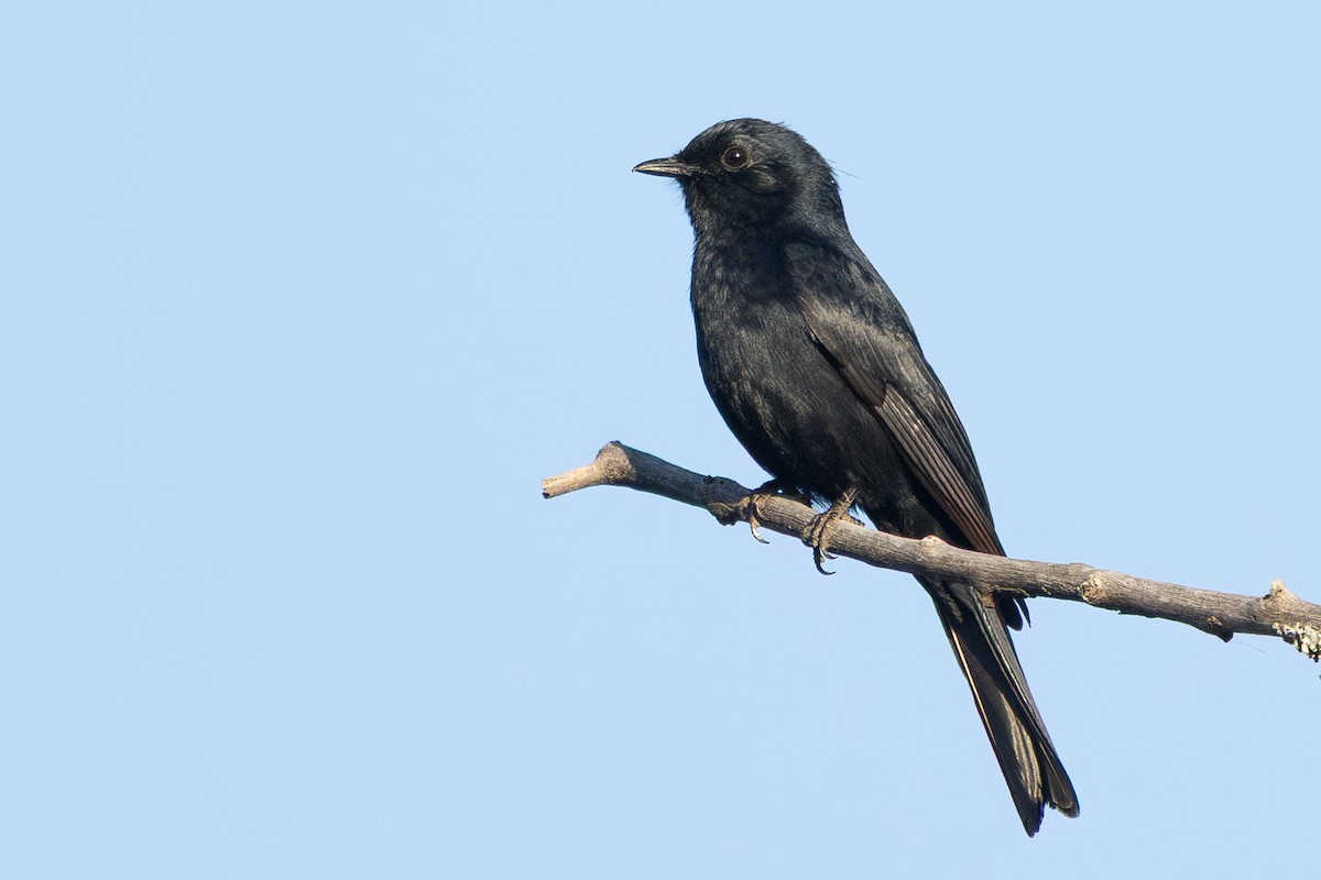 Southern Black-Flycatcher - ML638475944