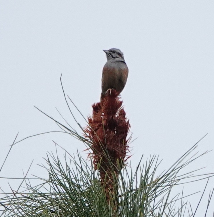 Godlewski's Bunting - ML638475947