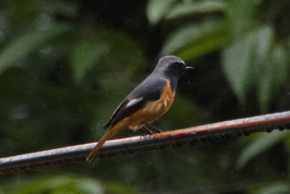 Hodgson's Redstart - ML638475952
