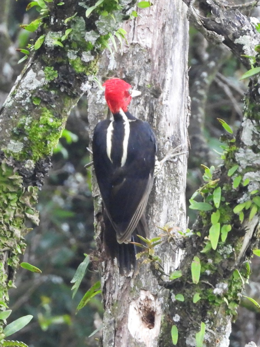 Pale-billed Woodpecker - ML638475969