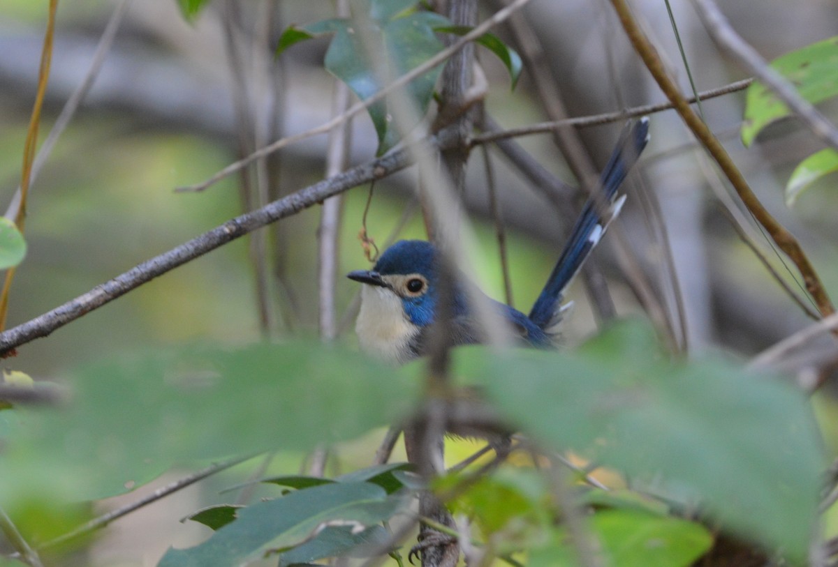 Lovely Fairywren - ML638475975