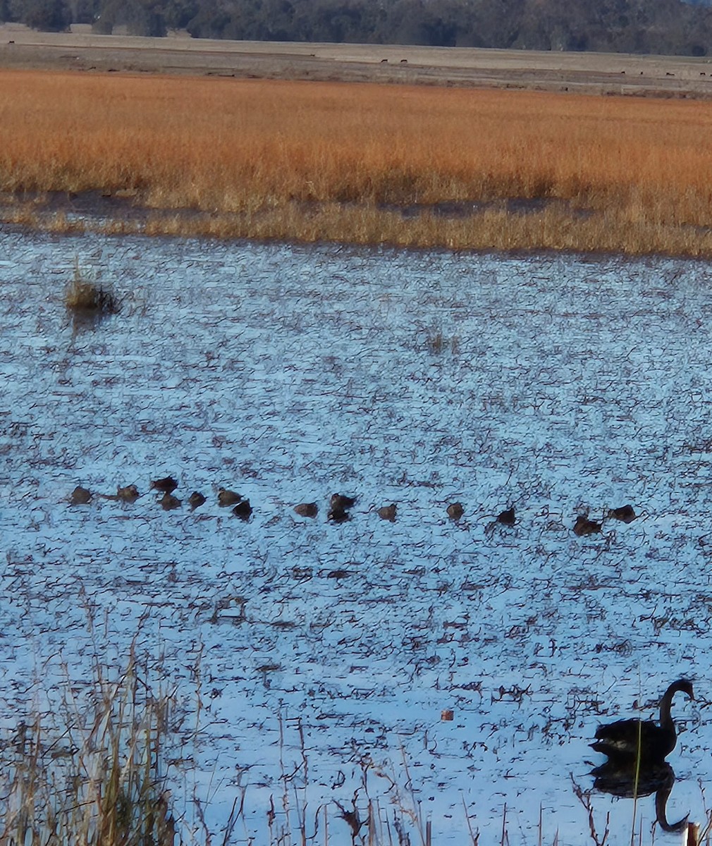 Blue-billed Duck - ML638475976