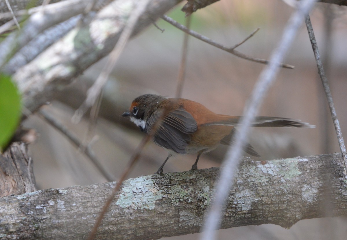 Australian Rufous Fantail - ML638475984