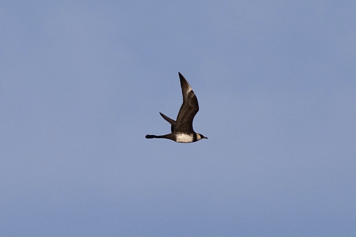 Pomarine Jaeger - ML638475993