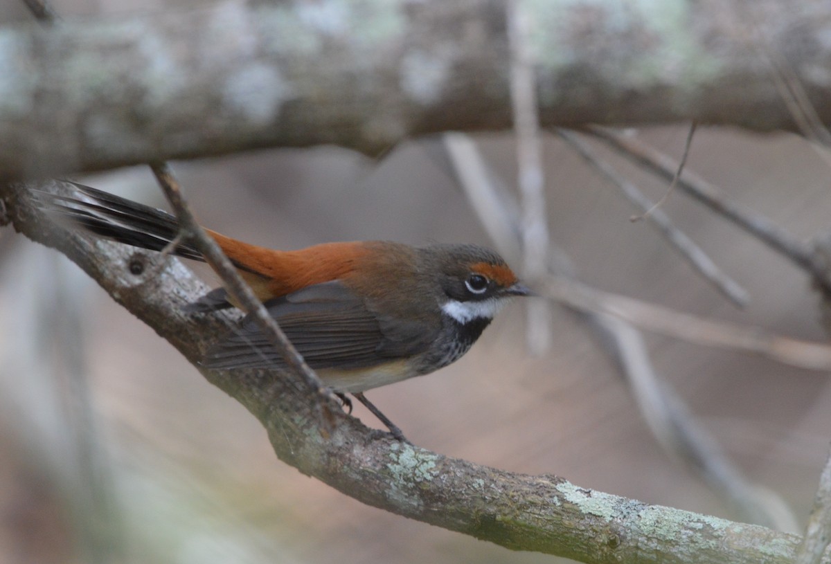 Australian Rufous Fantail - ML638475998