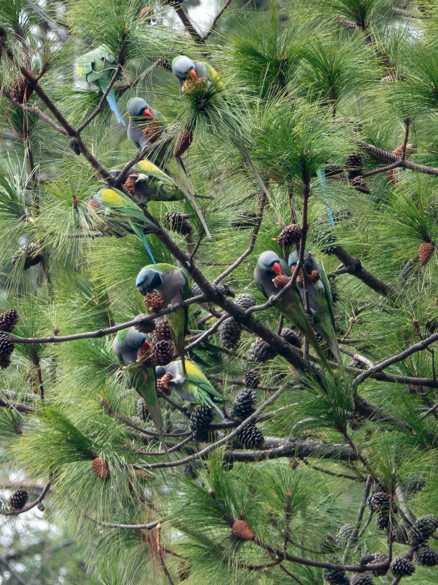 Derbyan Parakeet - ML638476031