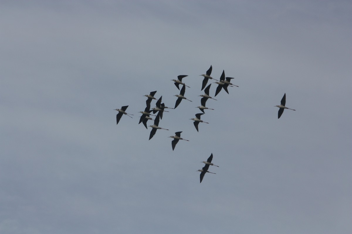 Pied Stilt - ML638476043