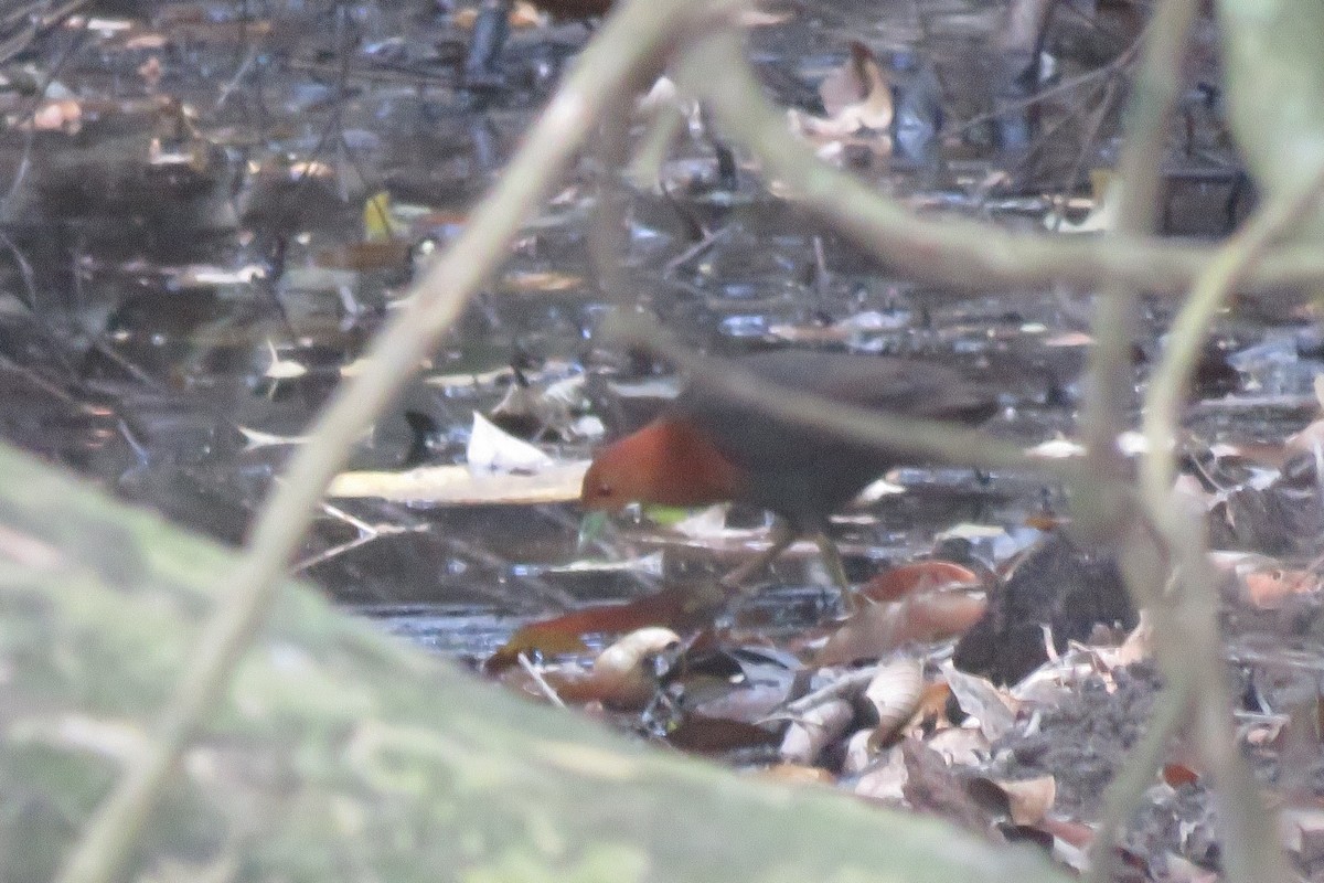 Red-necked Crake - ML638476047