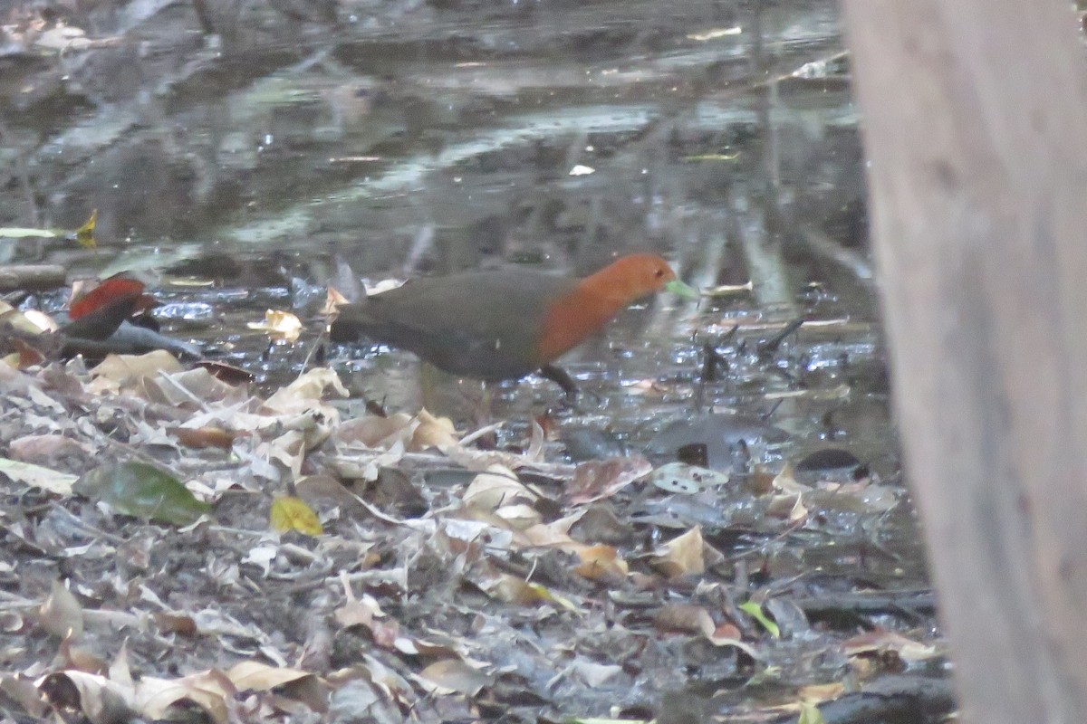 Red-necked Crake - ML638476048