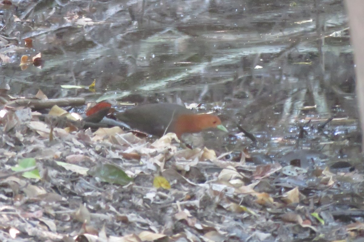 Red-necked Crake - ML638476049