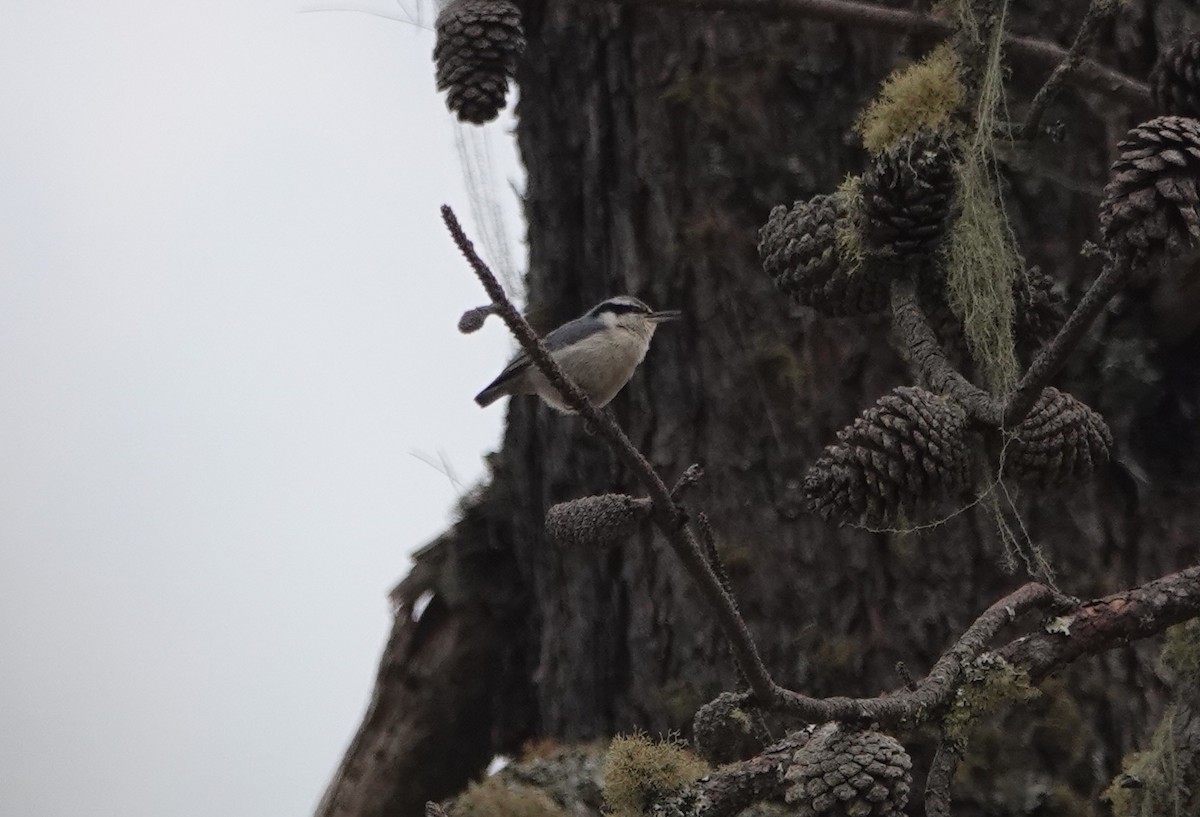 Yunnan Nuthatch - ML638476050