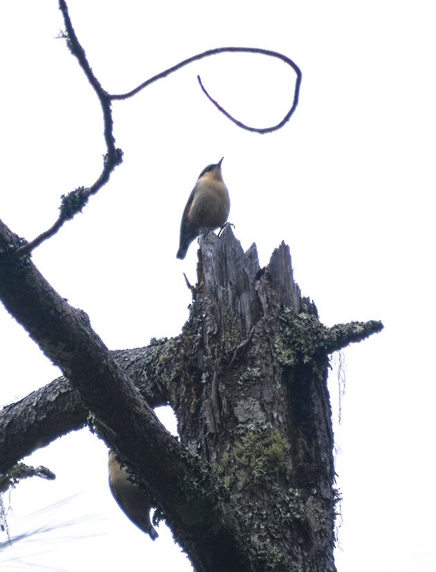 Chestnut-vented Nuthatch - ML638476054
