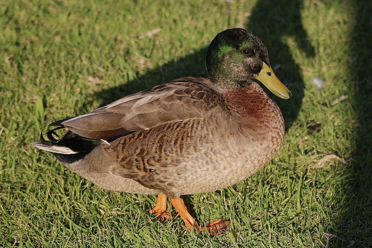 Canard colvert - ML638476055