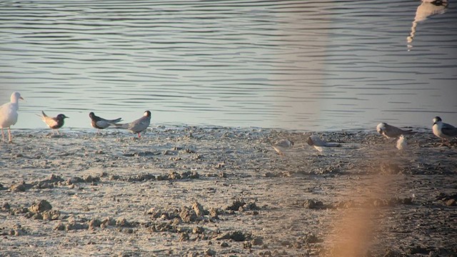 Little Tern - ML638476061