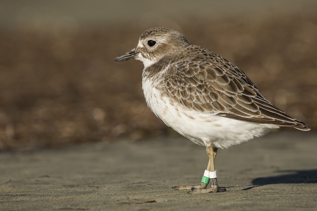 Red-breasted Dotterel (Southern) - ML638476068