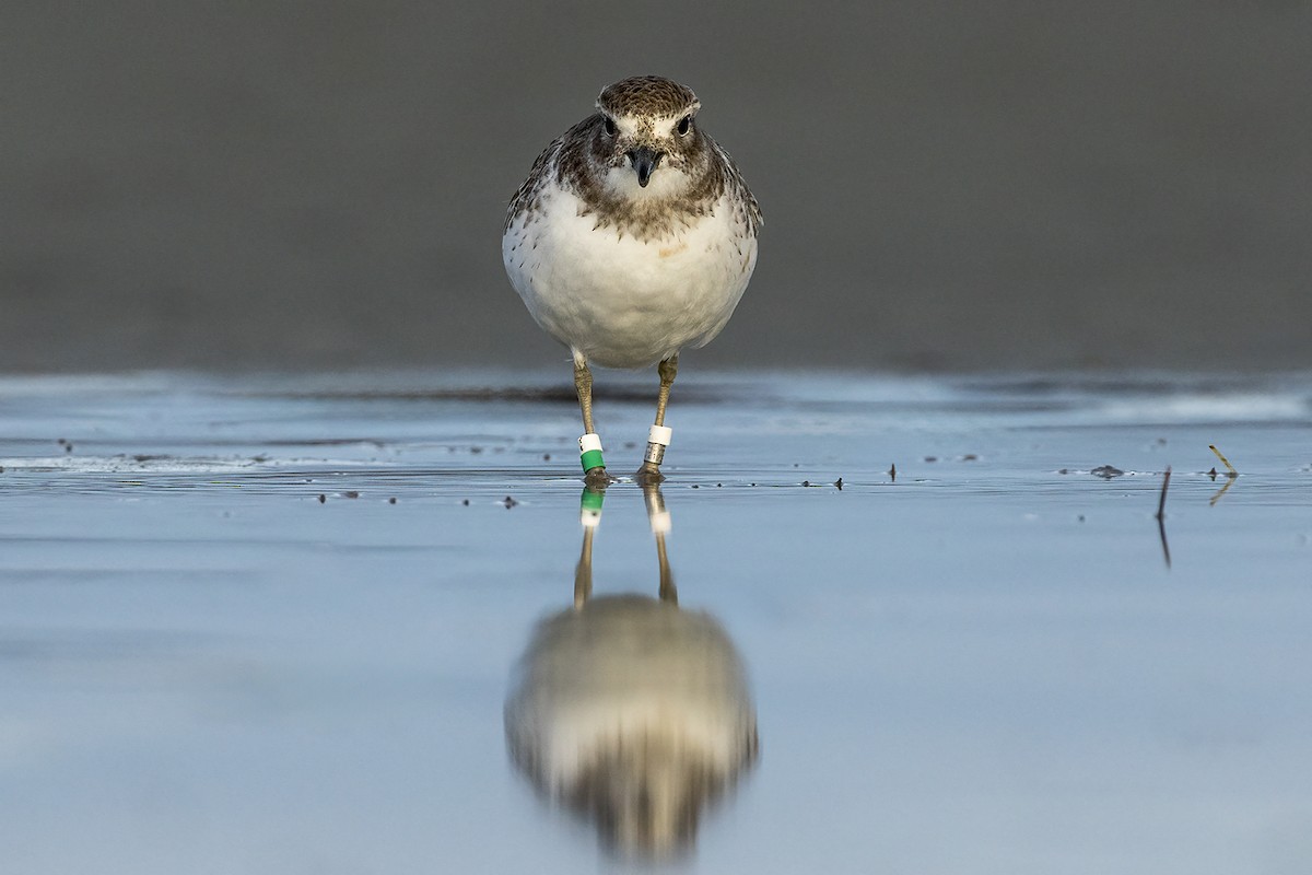 Red-breasted Dotterel (Southern) - ML638476080
