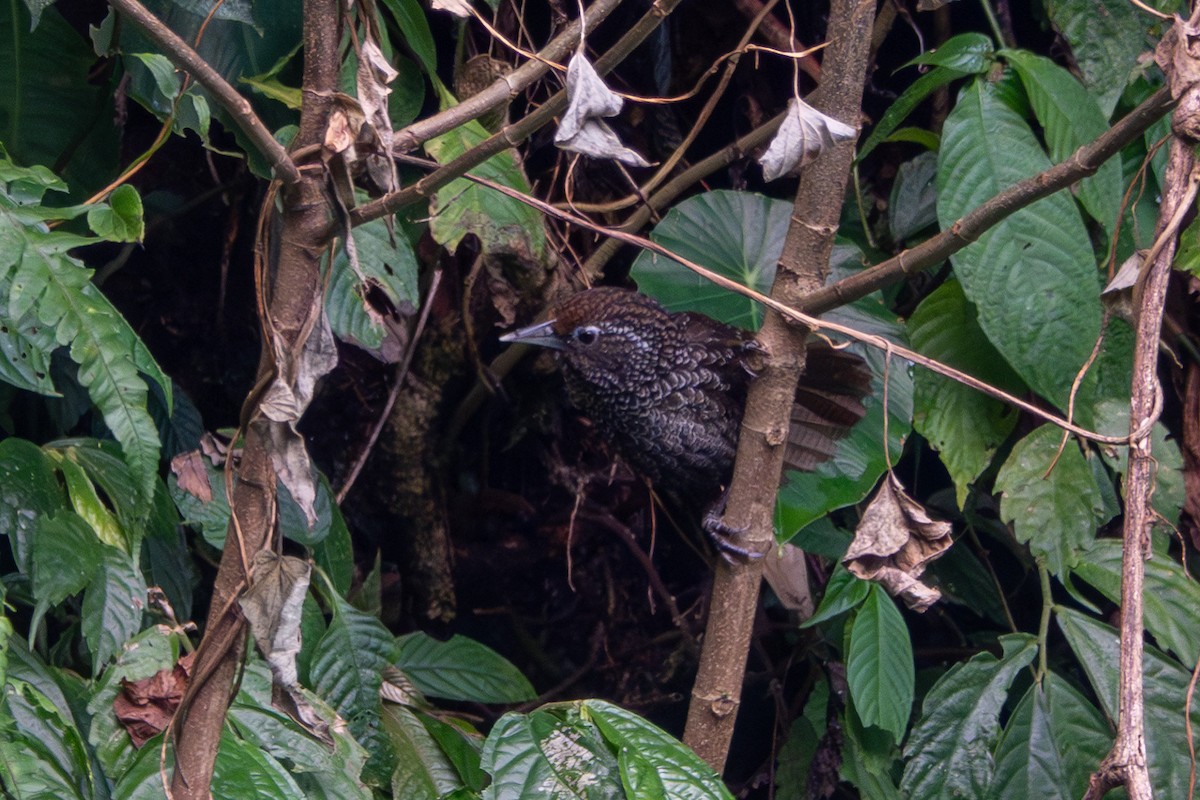Cachar Wedge-billed Babbler - ML638476091
