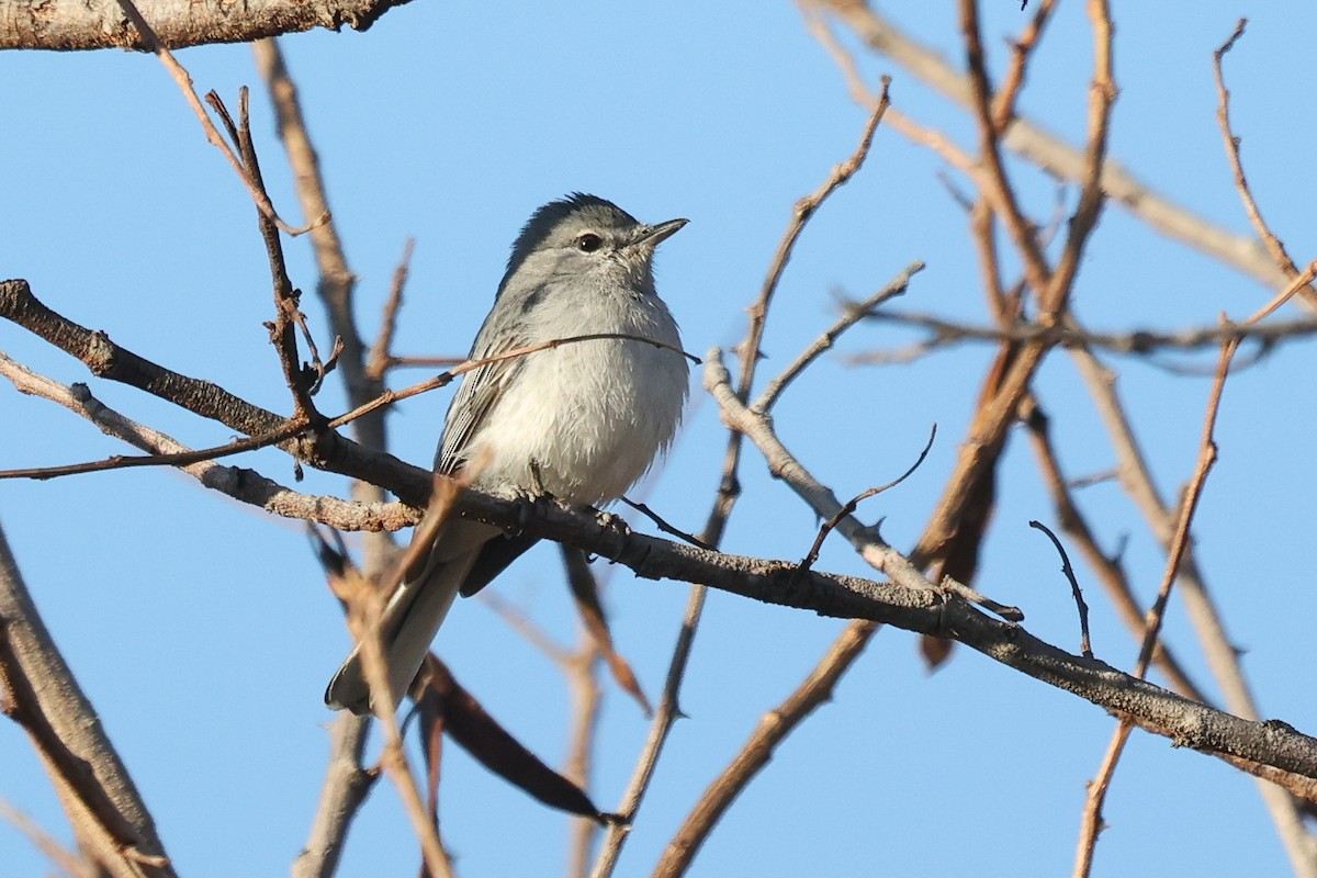 Gray Tit-Flycatcher - ML638476098