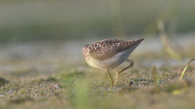 Bruchwasserläufer - ML638476099
