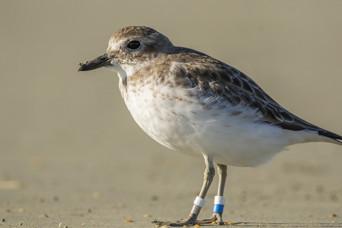 Red-breasted Dotterel (Southern) - ML638476100