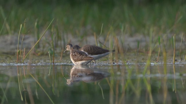 Bruchwasserläufer - ML638476101