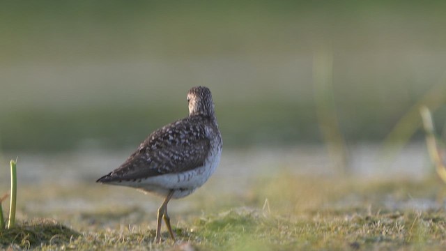 Bruchwasserläufer - ML638476106
