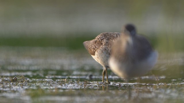 Bruchwasserläufer - ML638476107