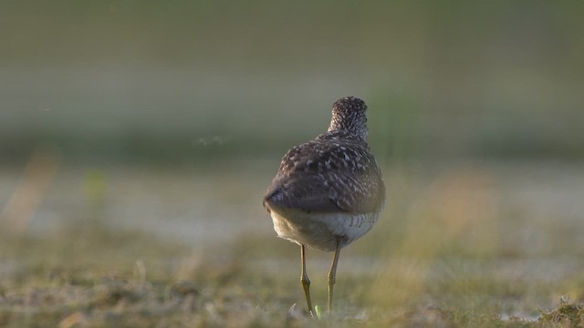 Bruchwasserläufer - ML638476111