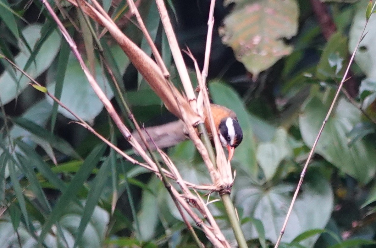 Black-crowned Scimitar-Babbler - ML638476117