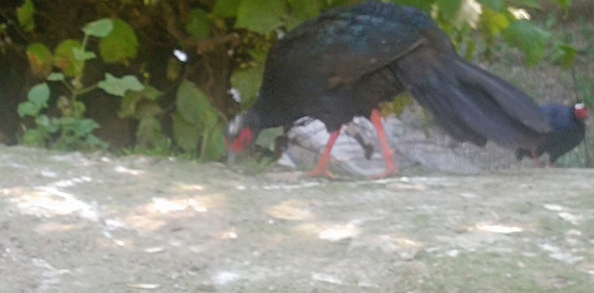 Edwards's Pheasant - ML638476121